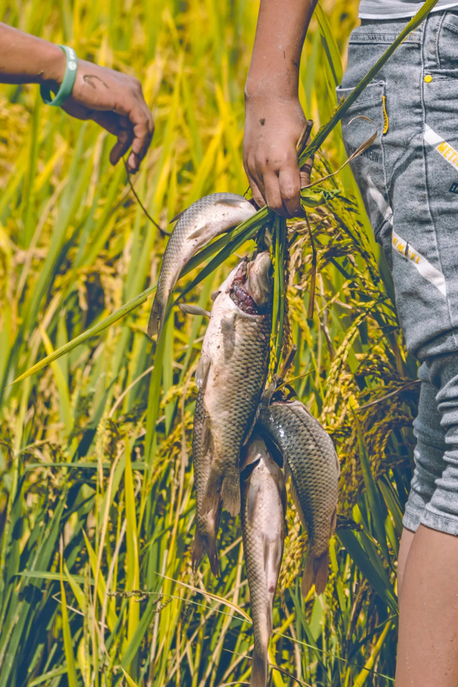 腾冲丰收季丨在腾冲没有谁能拒绝稻花鱼