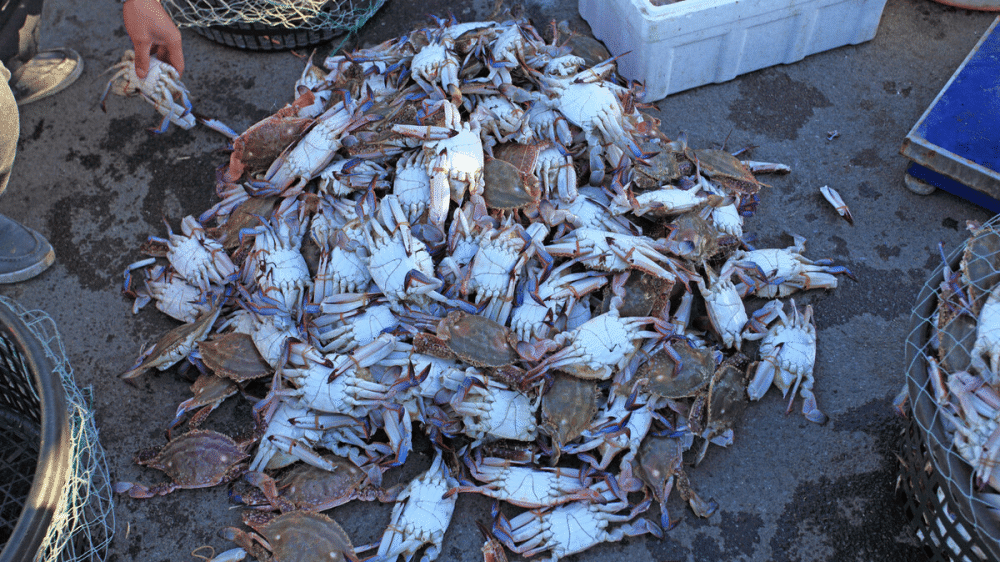 中国"10大螃蟹产地",吃大闸蟹认准这些产地,膏肥黄满肉鲜嫩