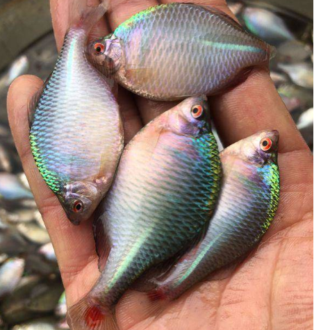 此鱼长不大繁殖离不开河蚌曾因味苦而被嫌弃如今10元一条