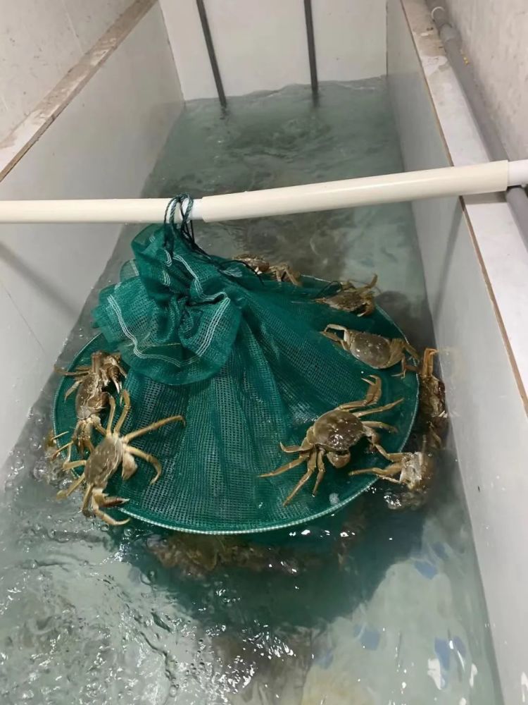 从网箱养殖到蟹塘承包姚大国的养蟹故事