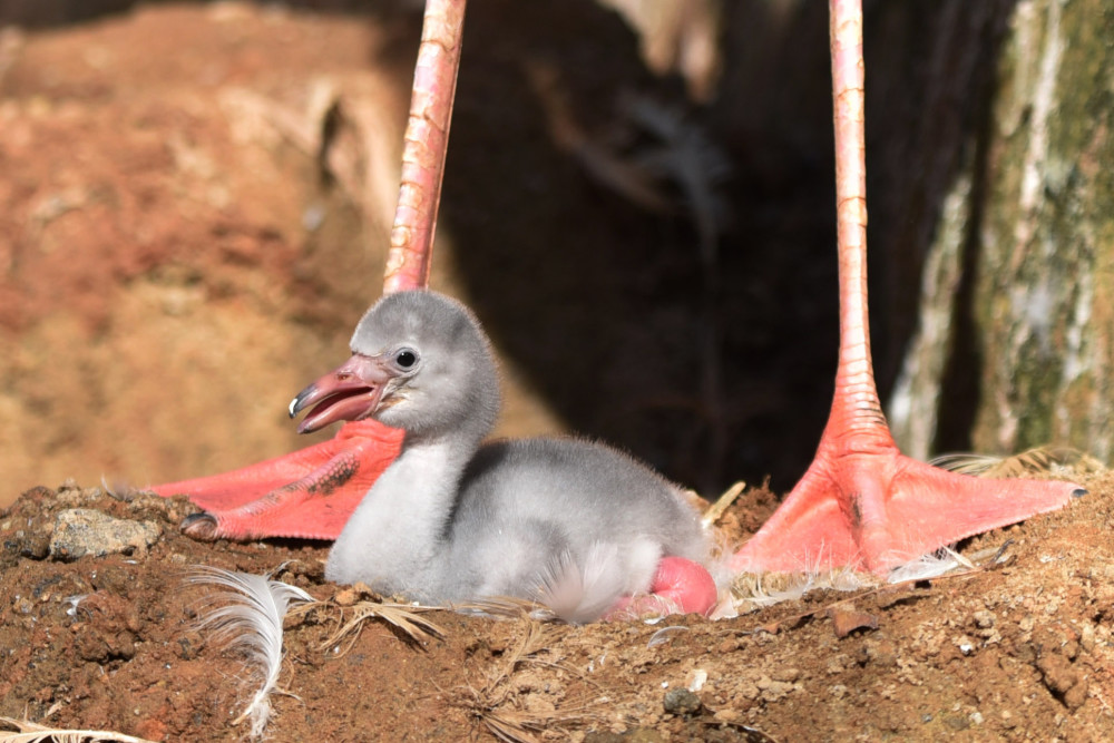 深圳野生动物园自然孵化出壳一只火烈鸟宝宝_腾讯新闻