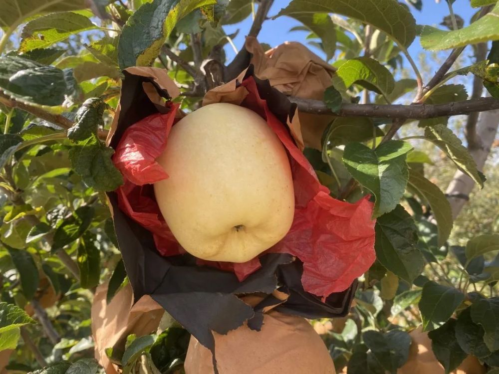 出口级维纳斯苹果20°爆甜,爽脆飚汁,今天半价就能买1箱!