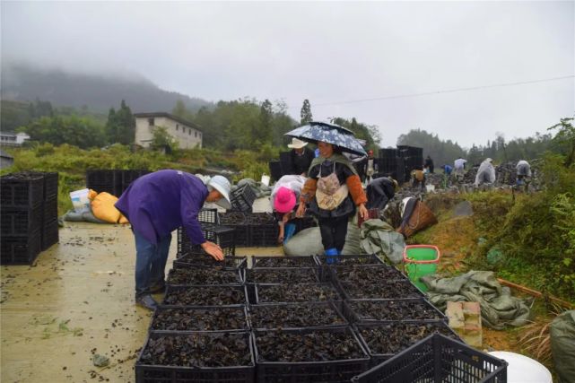 织金县板桥镇秋雨山下土生金木耳尽染丰收色
