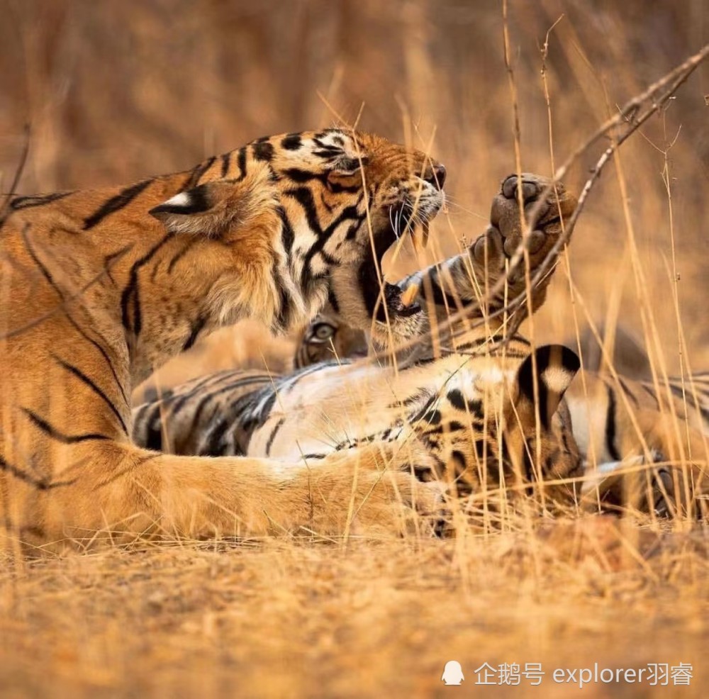 park)拉賈斯坦邦,瑟瓦伊馬託布爾;卡齊蘭加國家公園(kaziranga