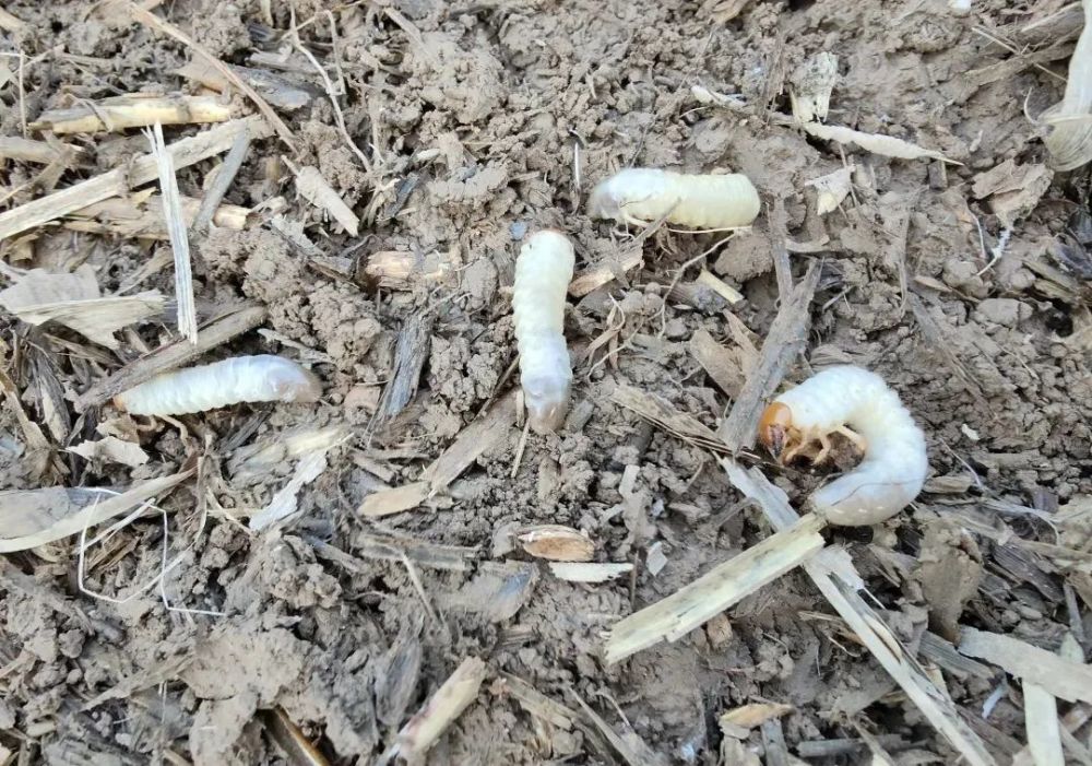 药肥自己配杀虫又补肥持效期可达6个月