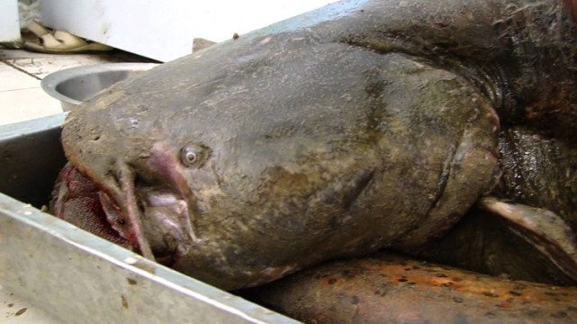 切尔诺贝利变种鱼的传说是虚构的还是残酷的事实?