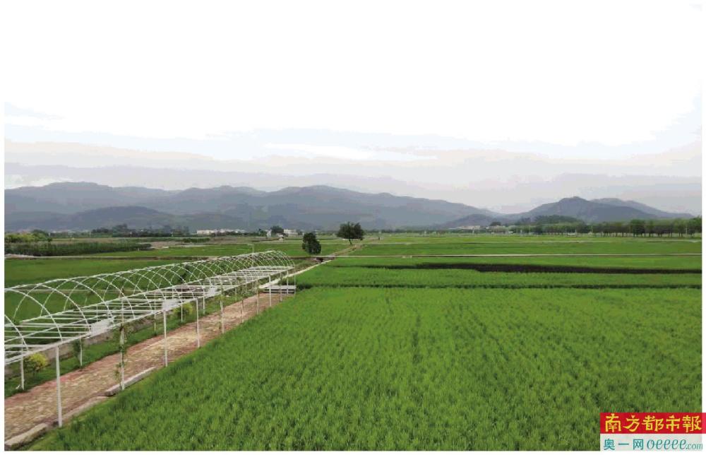 增城区丝苗米省级现代农业产业园. 梁思华 摄
