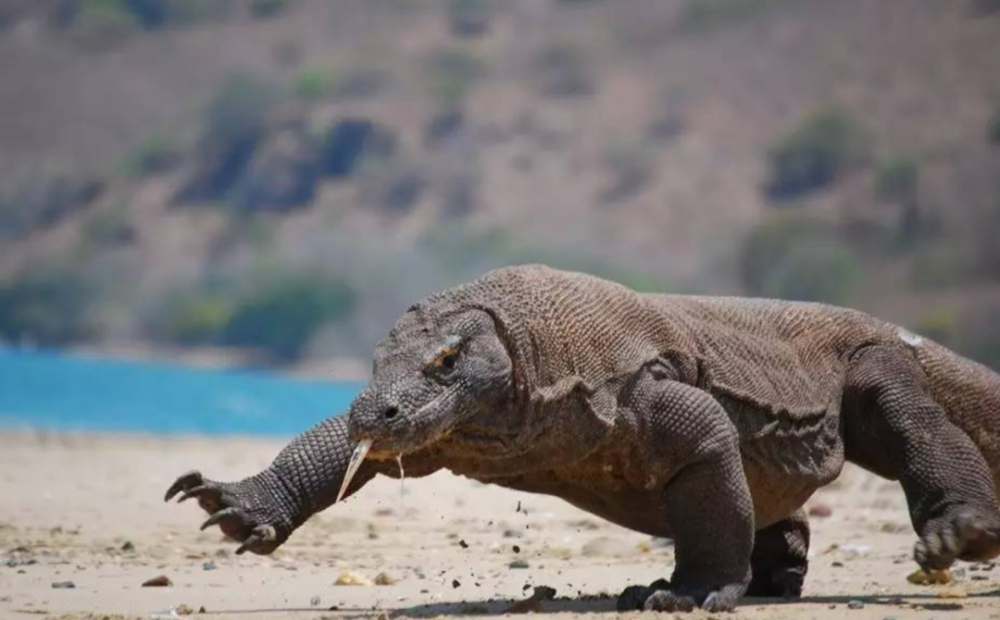 被神话的科莫多巨蜥现存最大的蜥蜴其真正实力到底咋样
