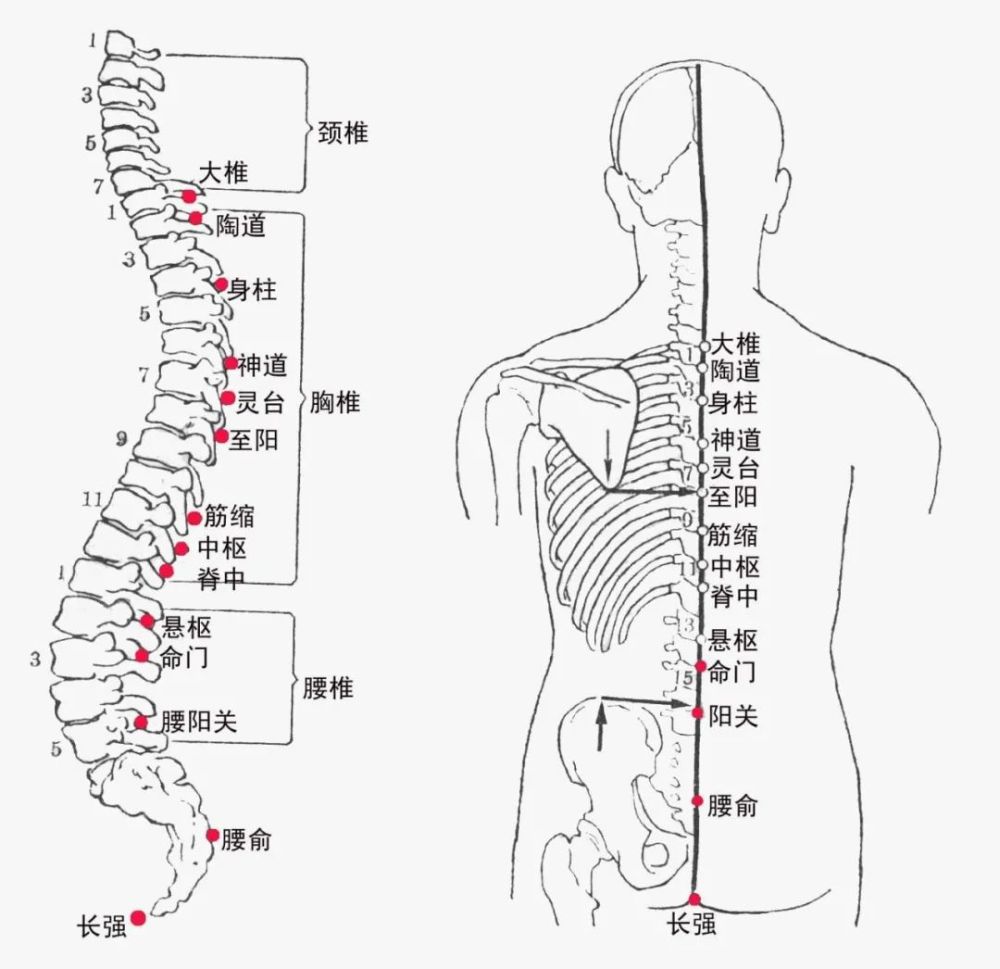 為什麼說,保護脊柱就是強健五臟六腑?_騰訊新聞