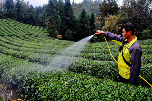 产量高不高,施肥是关键!叶面施肥有多好?从这3方面带你了解