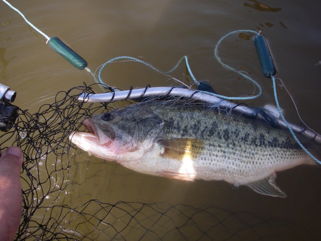 大口黑鲈侵入三峡水库它的危害有多大