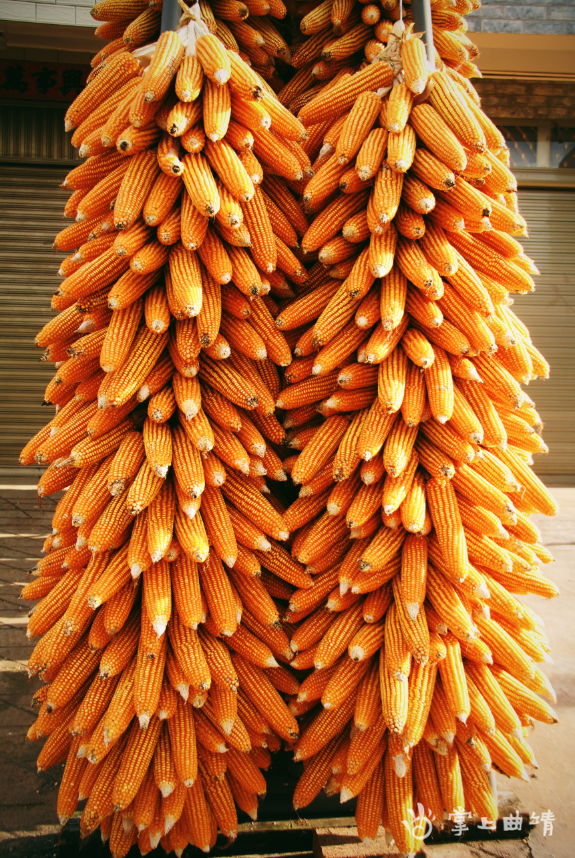 沾益区白水镇:又到玉米丰收时 遍地金黄晒秋收