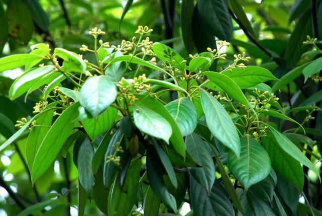 宁波植物有一种金丝楠木叫浙江