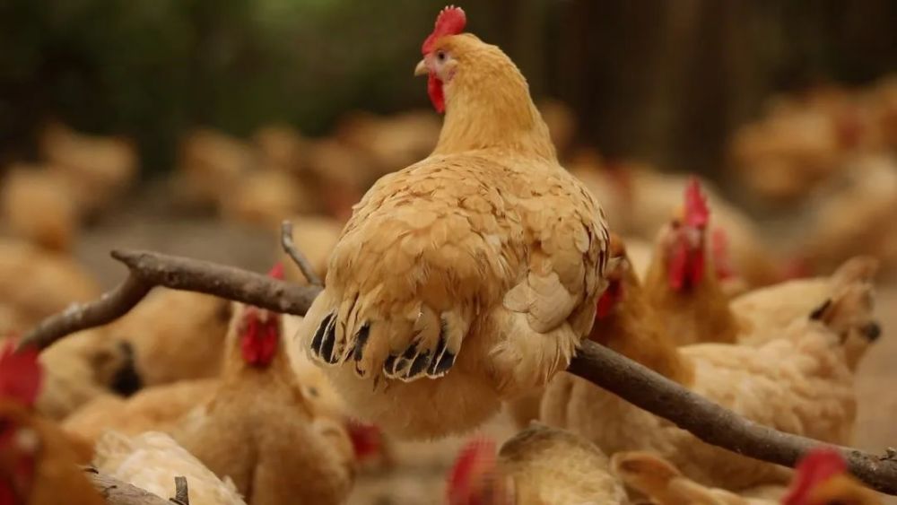 冰城哈尔滨的餐桌,被一个南方人攻占了?