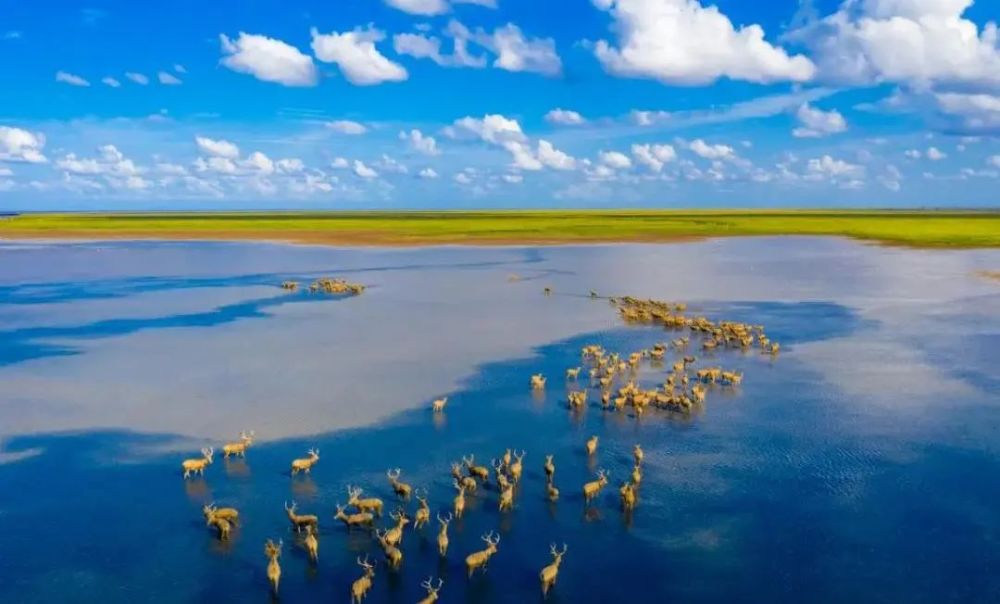 盐城黄海湿地世界自然遗产丨邀您一起来探索