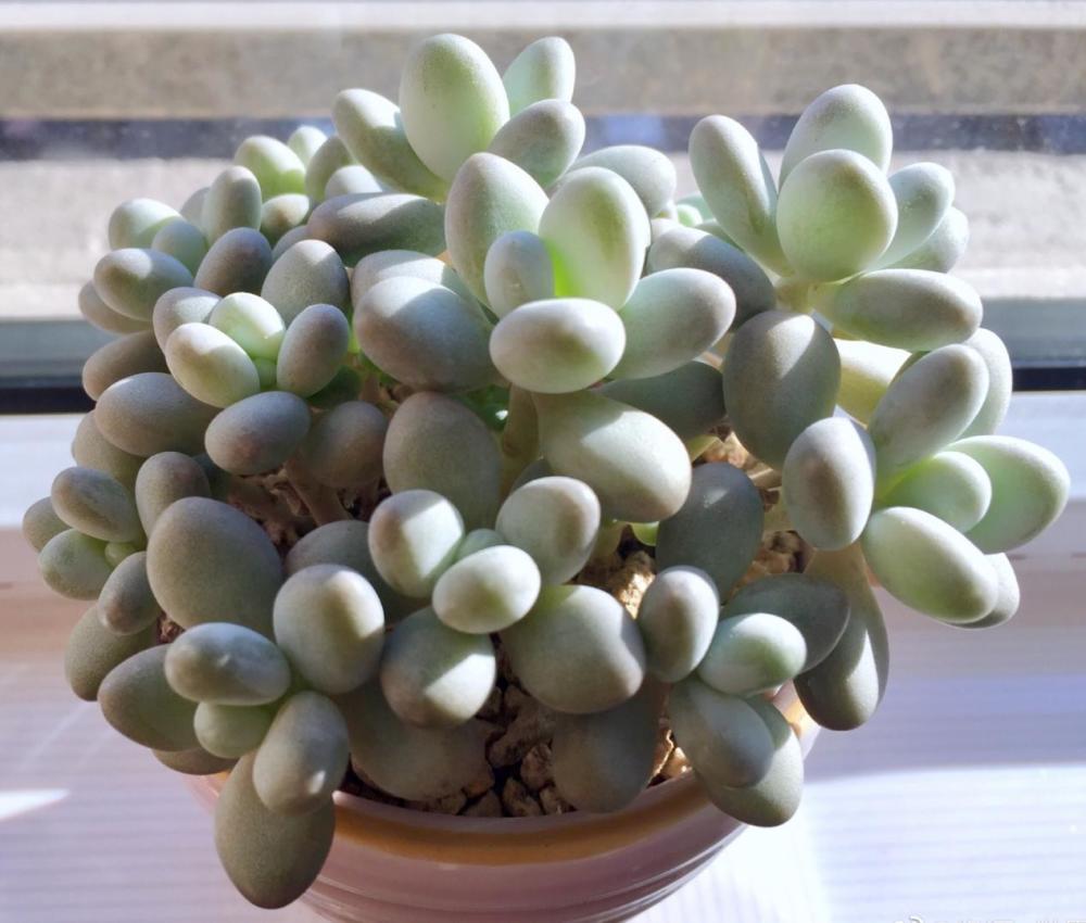 秋季养多肉白美人满足4点株型小巧叶片肥美状态好极了