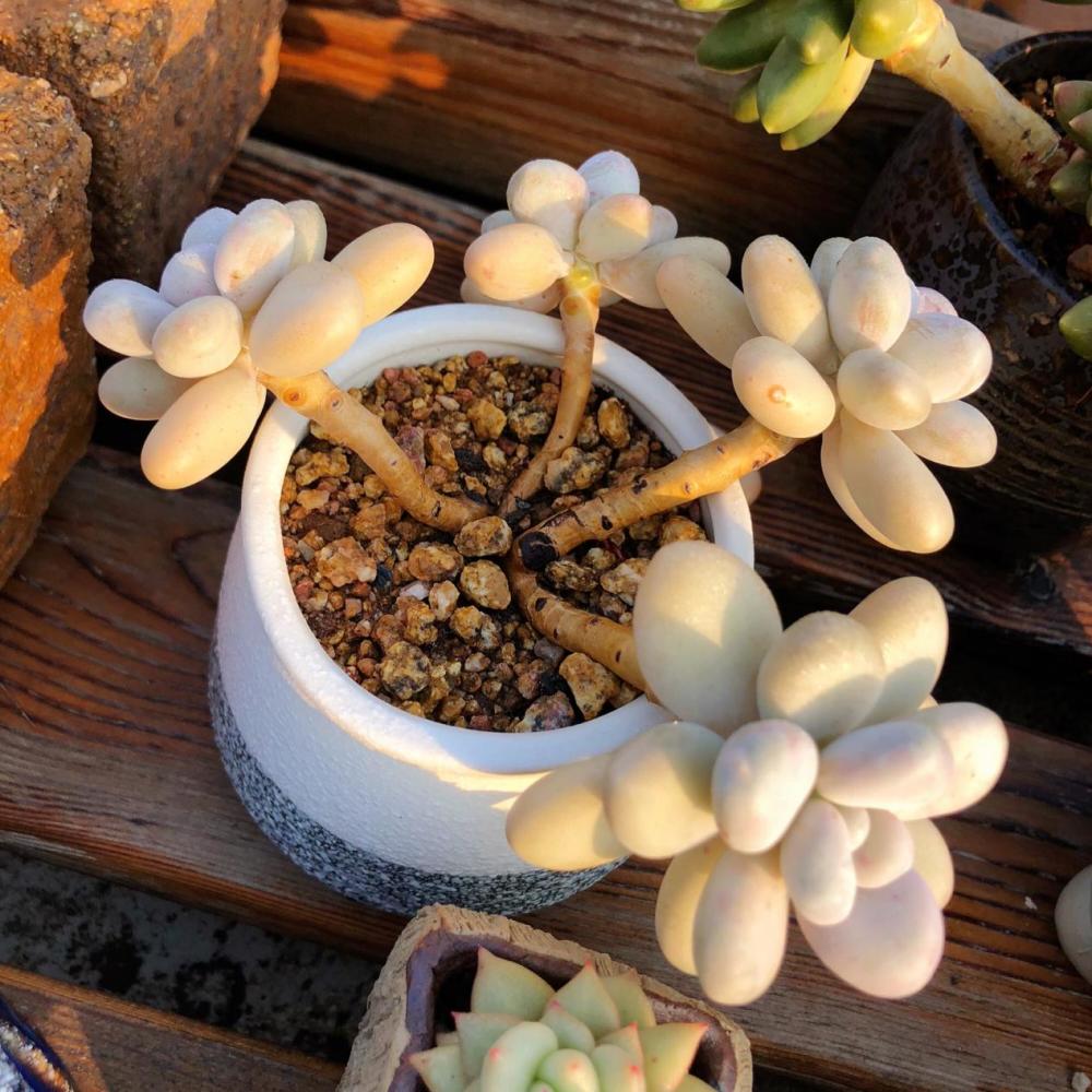 当然,即使如此,土壤依旧会随着多肉白美人的发育被快