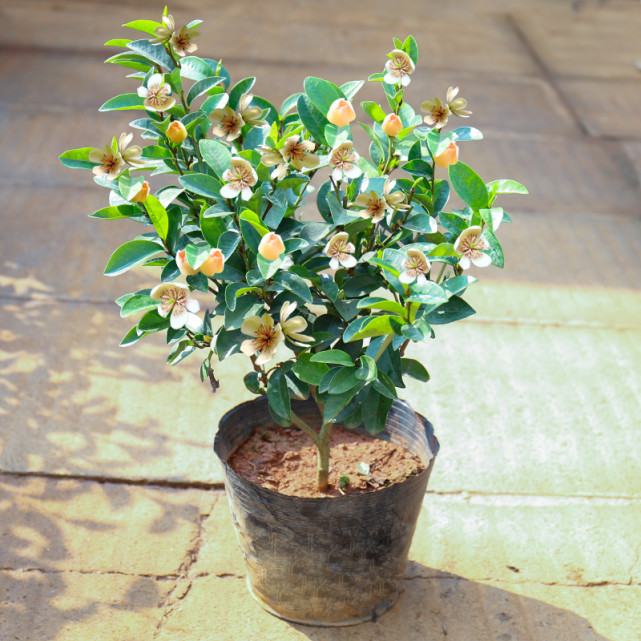 含笑花漂亮好养,却开花难,大部分原因就在于没把握好这4点