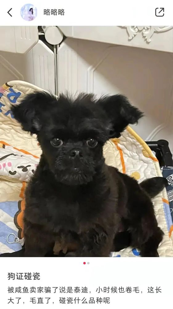 黑色泰迪办狗证被拒绝网友一看笑喷这长得也太别致了