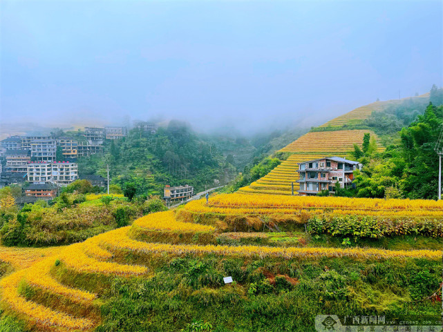 广西龙胜云雾梯田宛如画金秋龙脊引客来