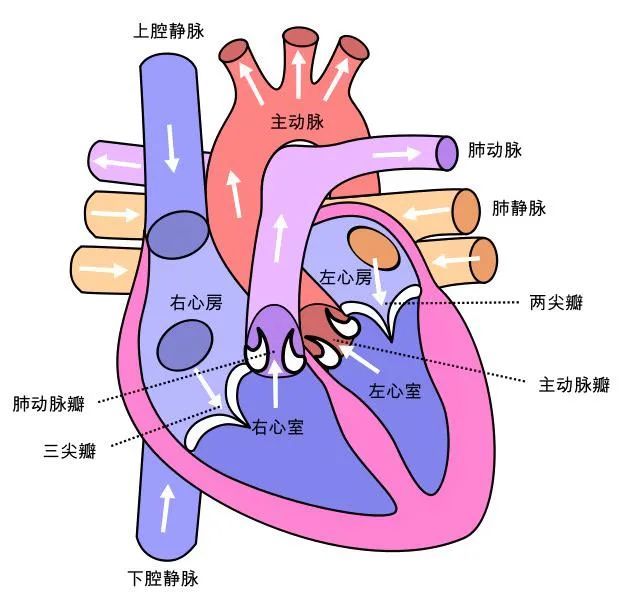 【老年天地】認識心臟 保護心臟|冠狀動脈|心臟|心室