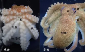 异名一大堆,嘴和肛门挨着……古人对章鱼的认识真是太好笑啦
