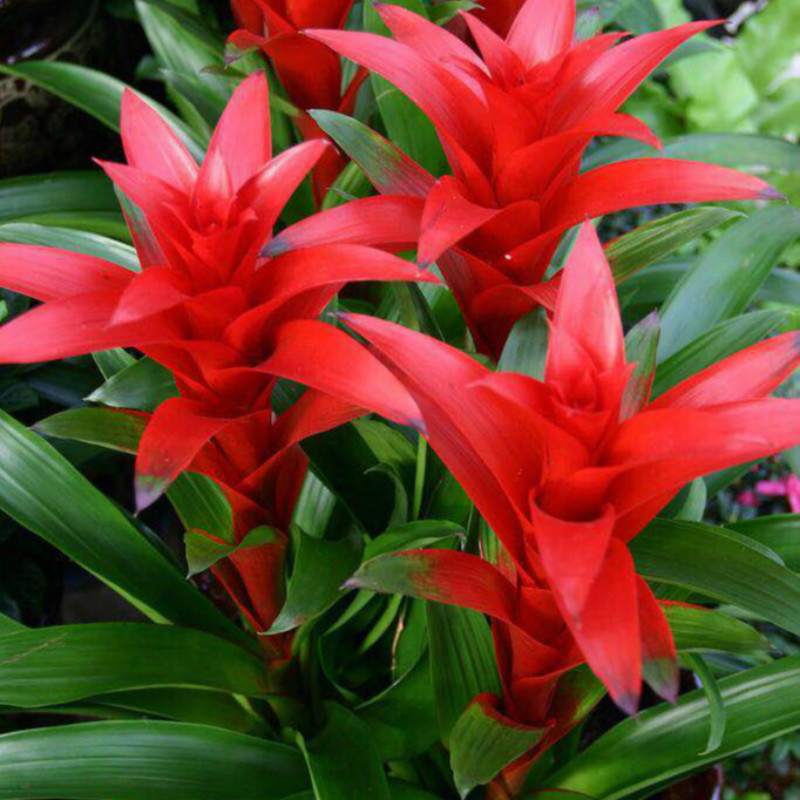 6种转运花最合适养客厅漂亮大气富贵又吉利