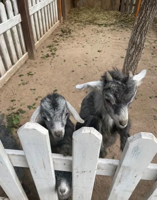 还可以喂食,能让小朋友玩的开心有猴子,小浣熊,狐狸,猪,鸵鸟等等不光