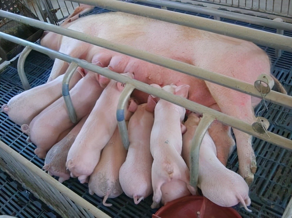 母猪产后用啥药消炎?主要是这两种情况