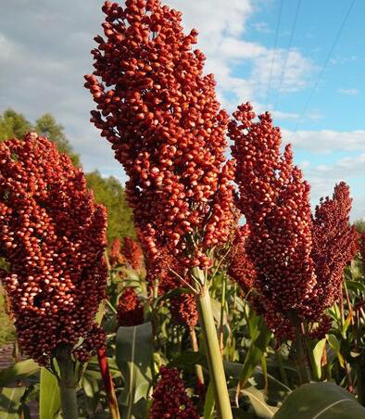 民间故事:书生夜宿书屋,遇到女子后高烧不退,道士:砍倒高粱