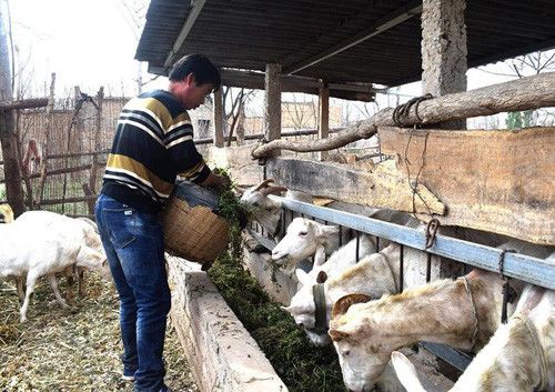 農村母羊養殖你需要懂的幾件事|農村|湖羊|養殖戶|飼料