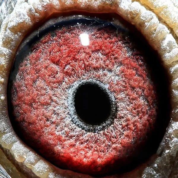 【图集】万柏林获奖鸽鸽眼照