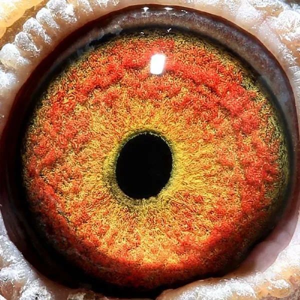 【图集】万柏林获奖鸽鸽眼照