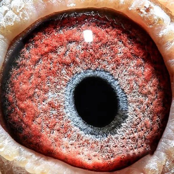 【图集】万柏林获奖鸽鸽眼照