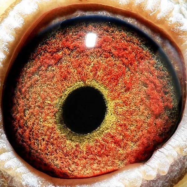 【图集】万柏林获奖鸽鸽眼照