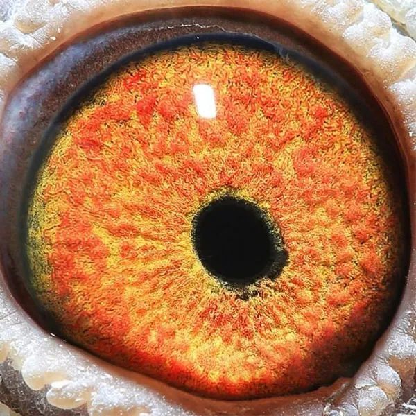 【图集】万柏林获奖鸽鸽眼照