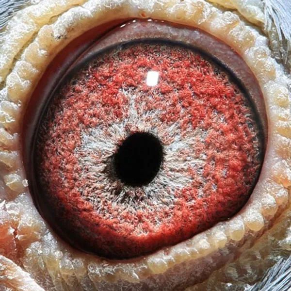 【图集】万柏林获奖鸽鸽眼照