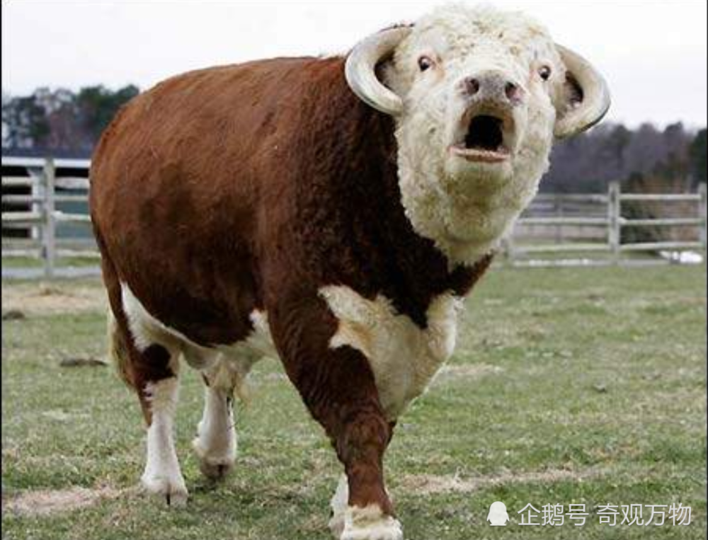 最耐造的牛,杂交婆罗门牛,被印度人为之神牛