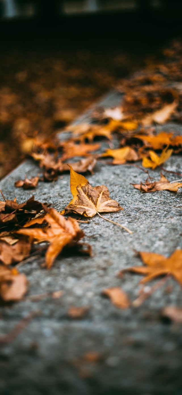 绝美秋日风景壁纸 腾讯新闻