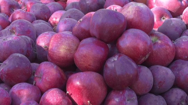 特克斯县苹果村果农的烦心事解决了