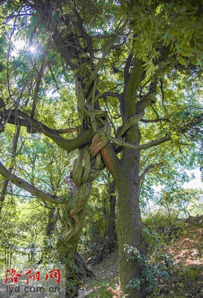 寻访最美古树快来一睹美人松藤恋树的风采吧