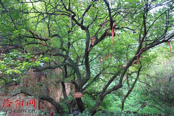 寻访最美古树快来一睹美人松藤恋树的风采吧