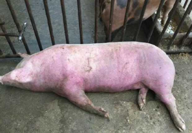 引起造成猪发烧的原因也比较多,就拿现在夏季发病最多的猪弓形体病和