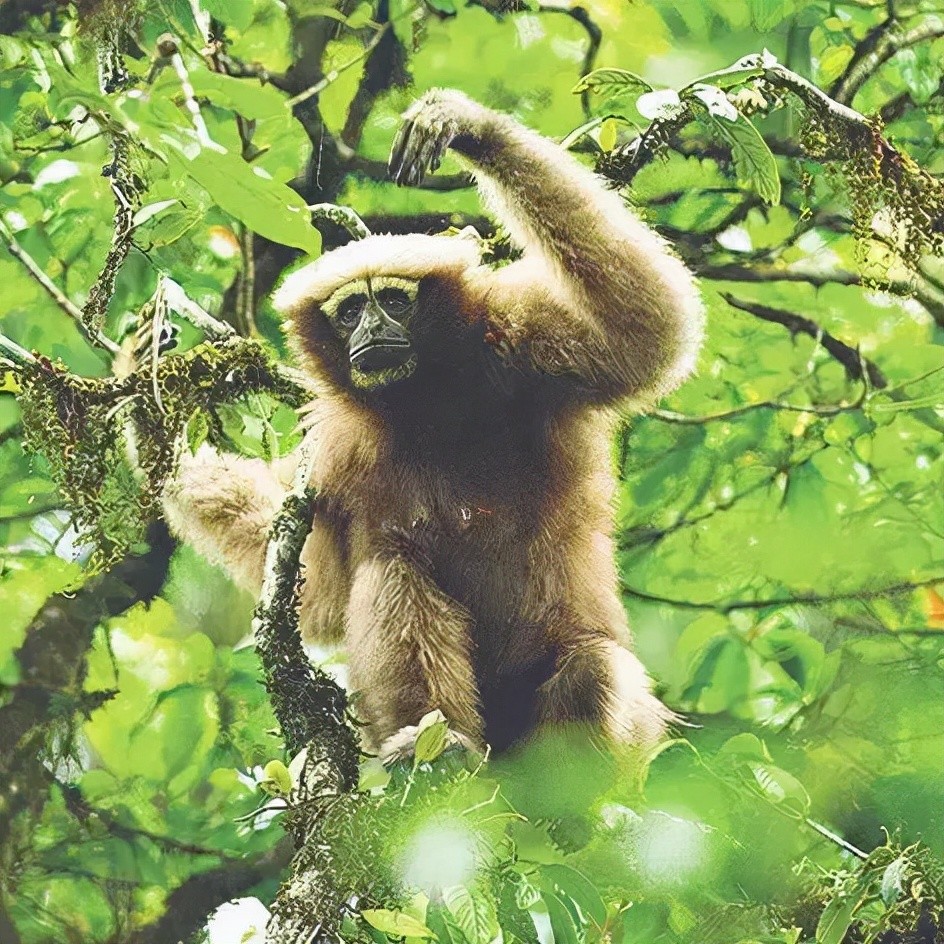 世界物种基因库醉美原始森林高黎贡山