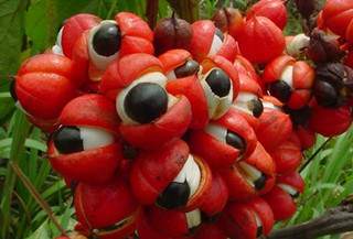 盘点4种奇特的水果长得像眼睛的水果你敢吃吗