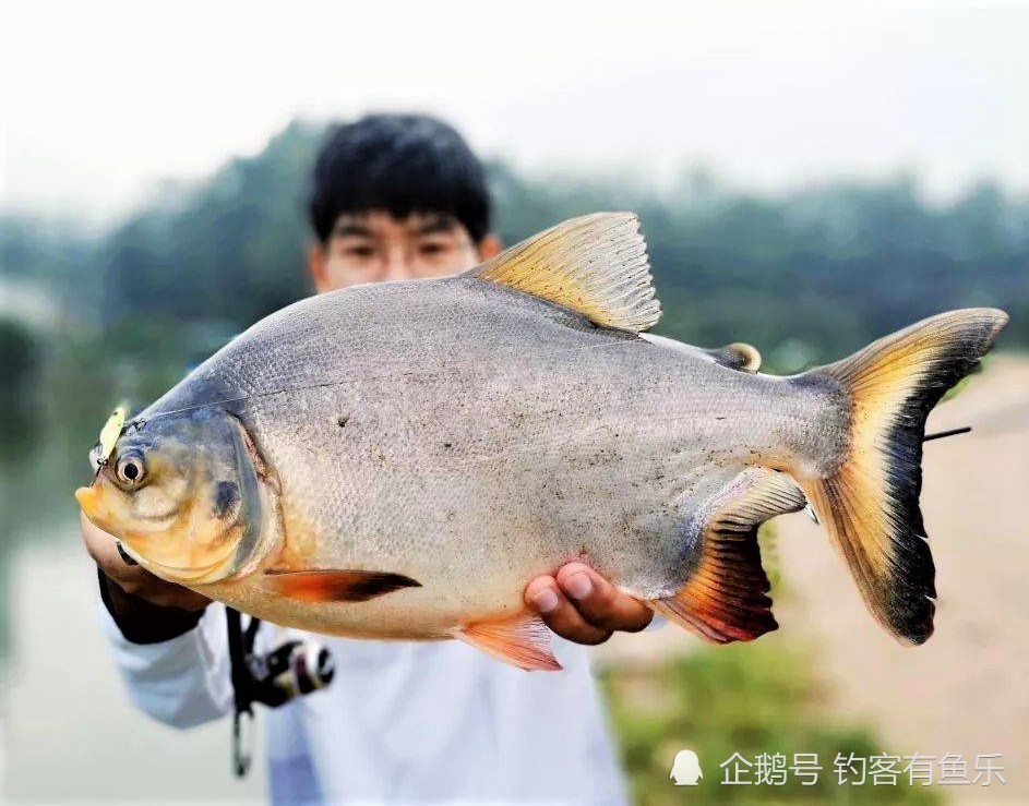 鯧魚有很多種而食人鯧則是淡水魚中的霸主