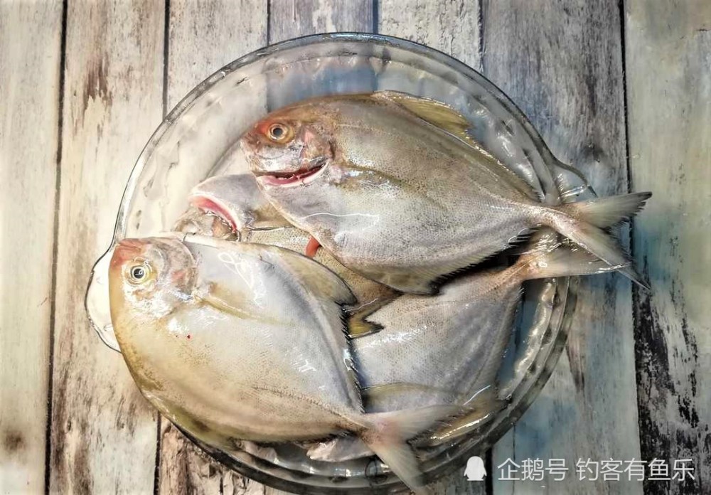 鯧魚有很多種而食人鯧則是淡水魚中的霸主