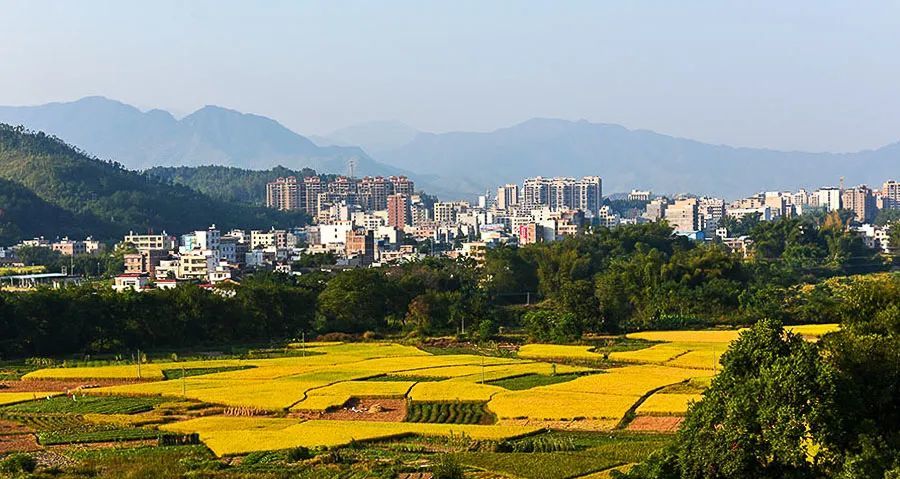 连平制度上前瞻谋划搭建好乡村振兴四梁八柱推动工作全面开花