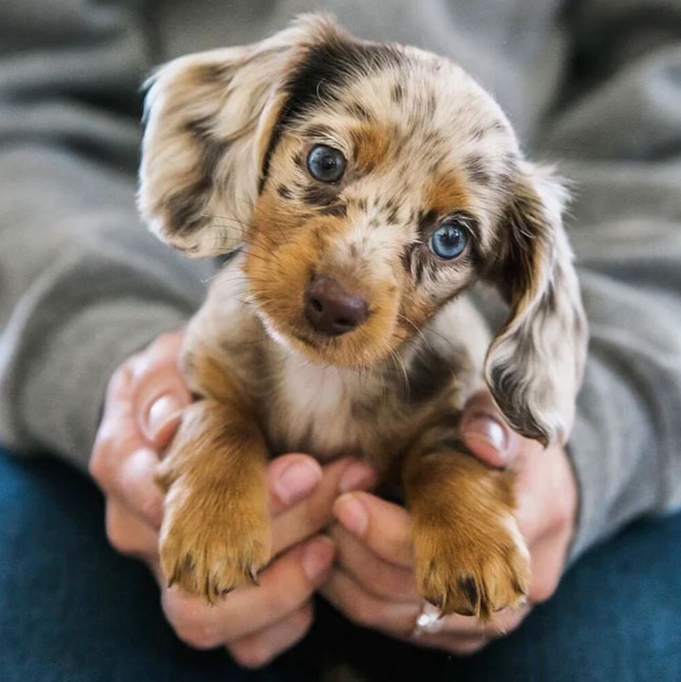 30种最聪明狗狗出炉铲屎官开始互相比较你家柯基的排名竟这么前