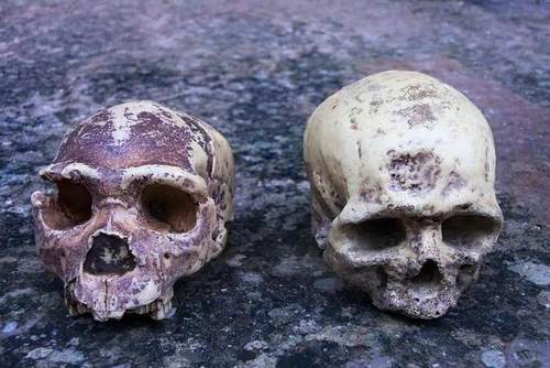 海德堡人与智人的比较 | 图源:procy/shuttertock我们怀疑,主要是一种